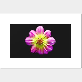 Dahlia Collarette Floral Painted Style Pattern Posters and Art